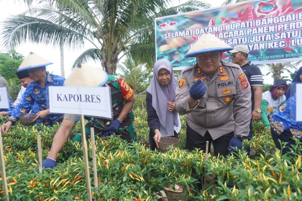 Kapolres Banggai Bersama Forkopimda Lakukan Panen Perdana Cabai di Luwuk Timur