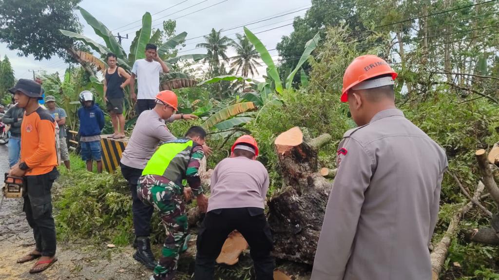 Tim SAR Brimob Bone Bersihkan Pohon Tumbang yang Bahayakan Warga