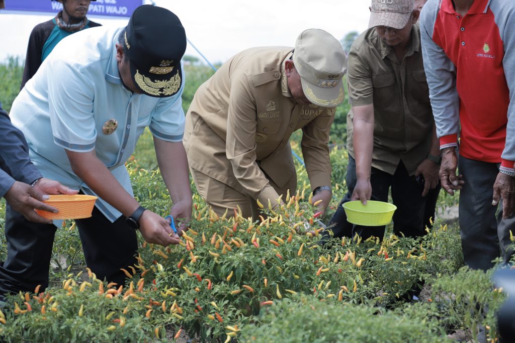 Bersama Pj Gubernur Sulsel dan Kapolda Sulsel Panen Perdana Cabe, Bupati Wajo Sebut Lowa Sentra Penghasil Cabe